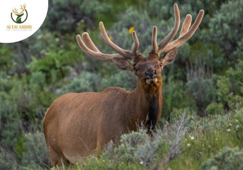 AI MỚI DÙNG ĐƯỢC NHUNG HƯƠU TƯƠI?