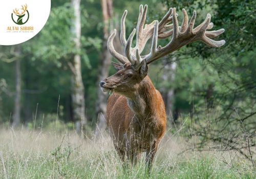 PHỤ NỮ VÔ SINH HIẾM MUỘN CÓ NÊN DÙNG NHUNG HƯƠU?