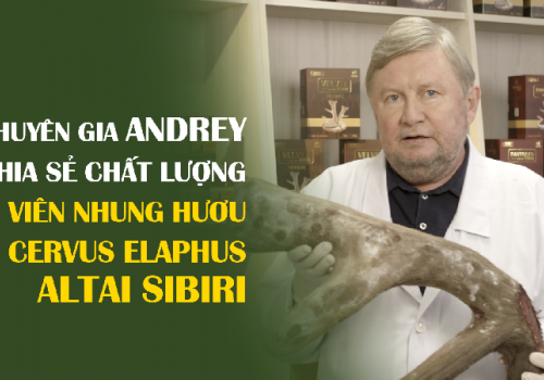 VIÊN NHUNG HƯƠU CERVUS TĂNG CƯỜNG SINH LÝ HIỆU QUẢ