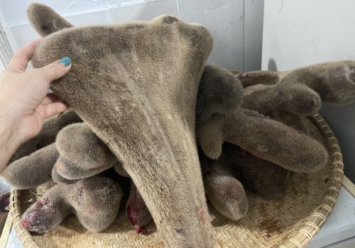 NHUNG HƯƠU – KHÔNG PHẢI AI DÙNG CŨNG TỐT