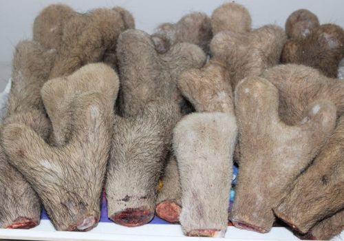 BÍ KÍP BẢO QUẢN NHUNG HƯƠU TƯƠI