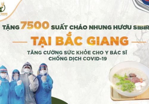 TẶNG 7500 SUẤT CHÁO NHUNG HƯƠU SIBIRI 