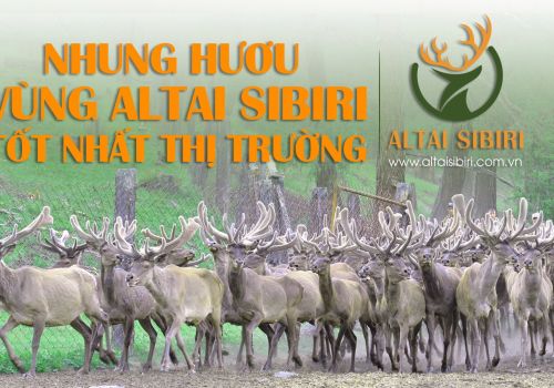 CHẤT LƯỢNG NHUNG HƯƠU VÙNG ALTAI SIBIRI TỐT NHẤT THỊ TRƯỜNG