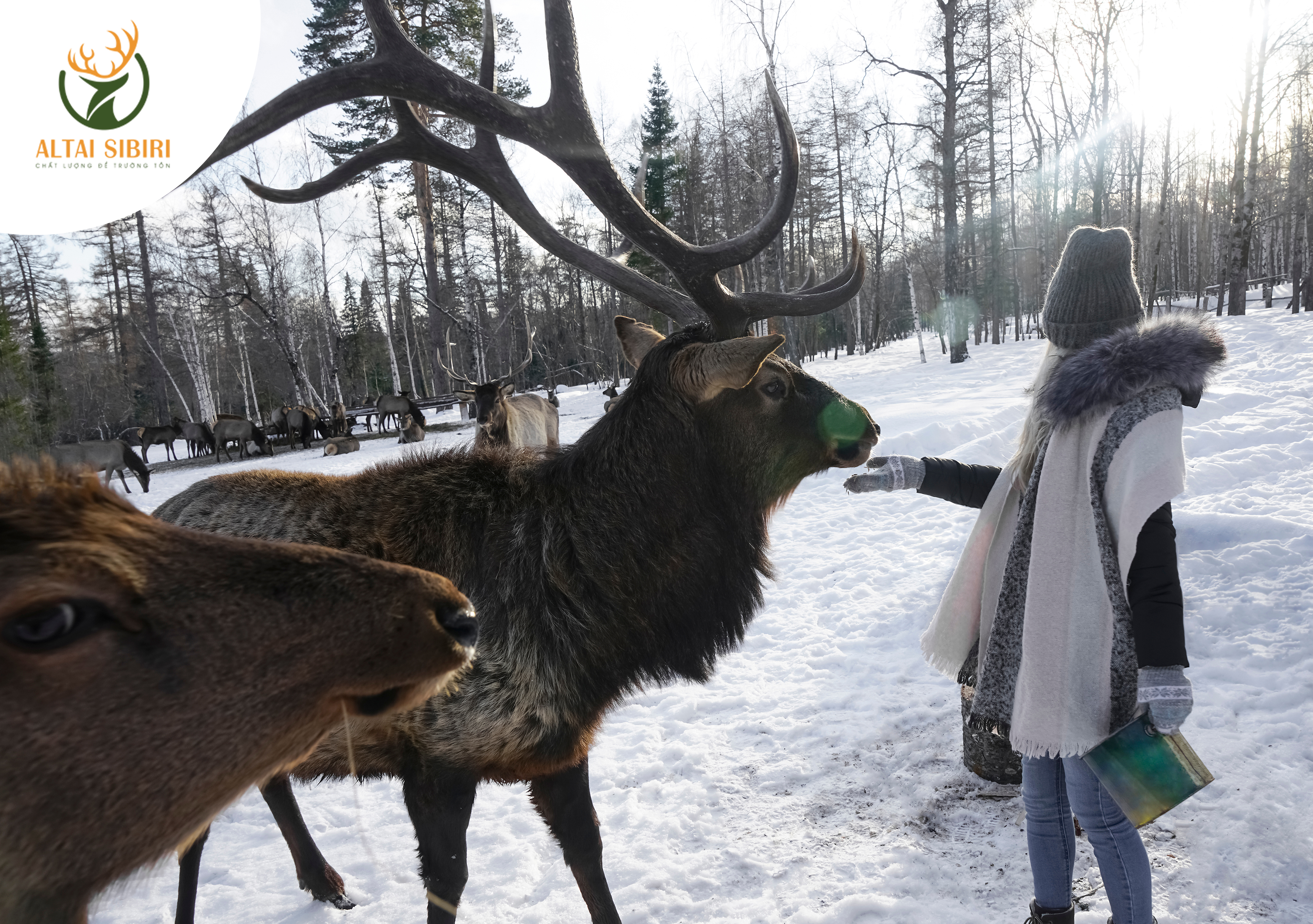 hươu maral đỏ nga