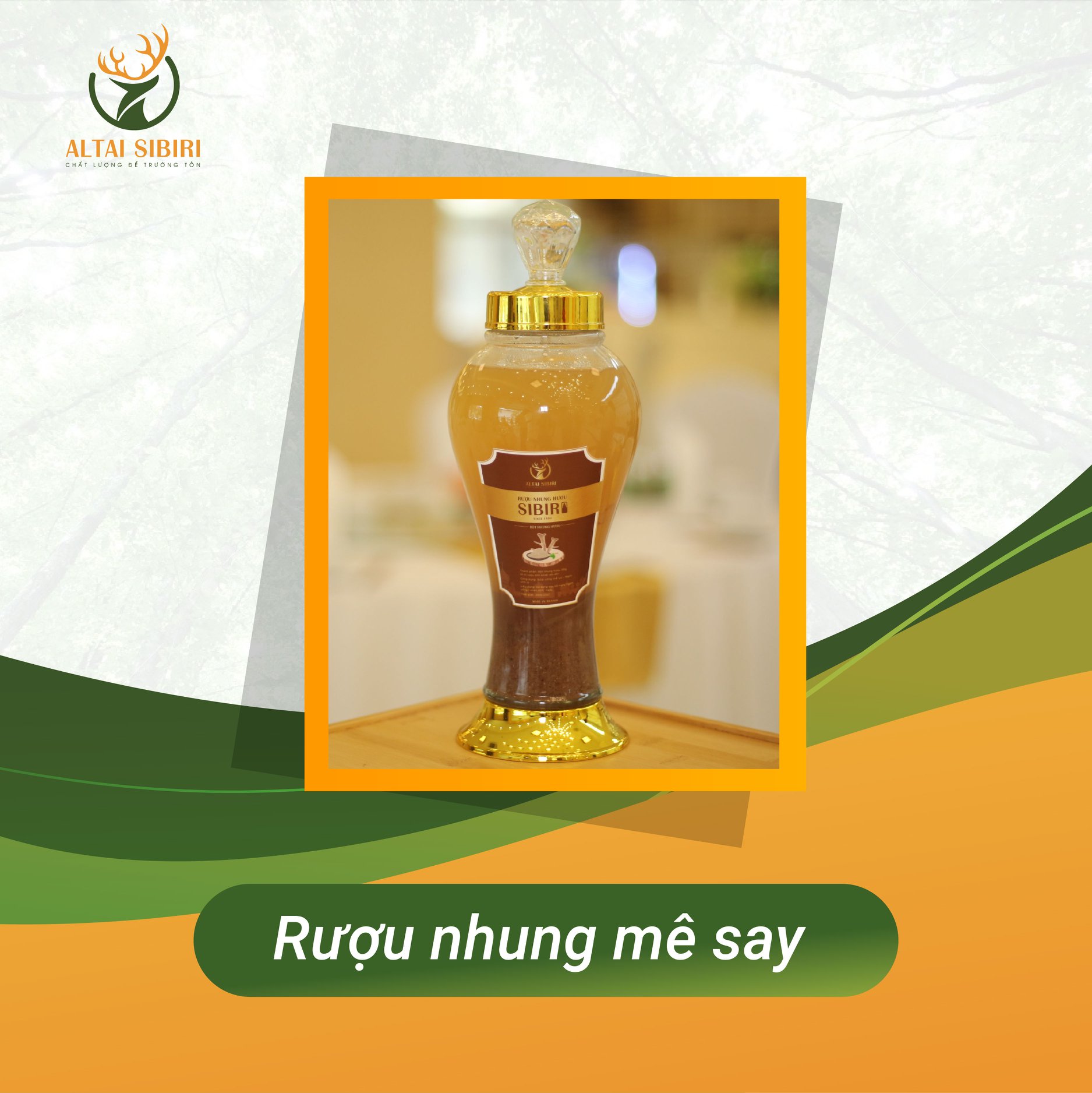 bột nhung hươu ngâm rượu