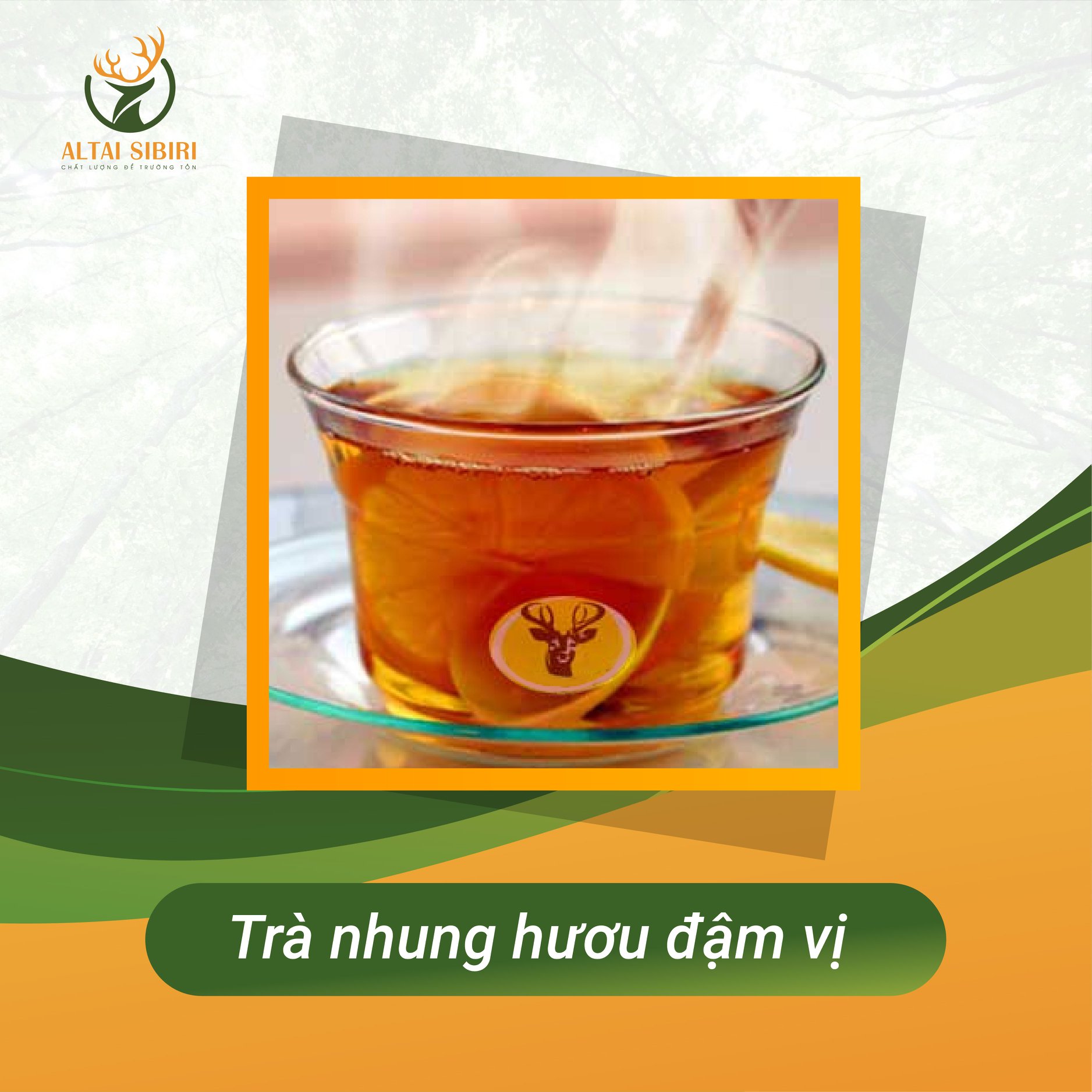 bột nhung hươu pha trà