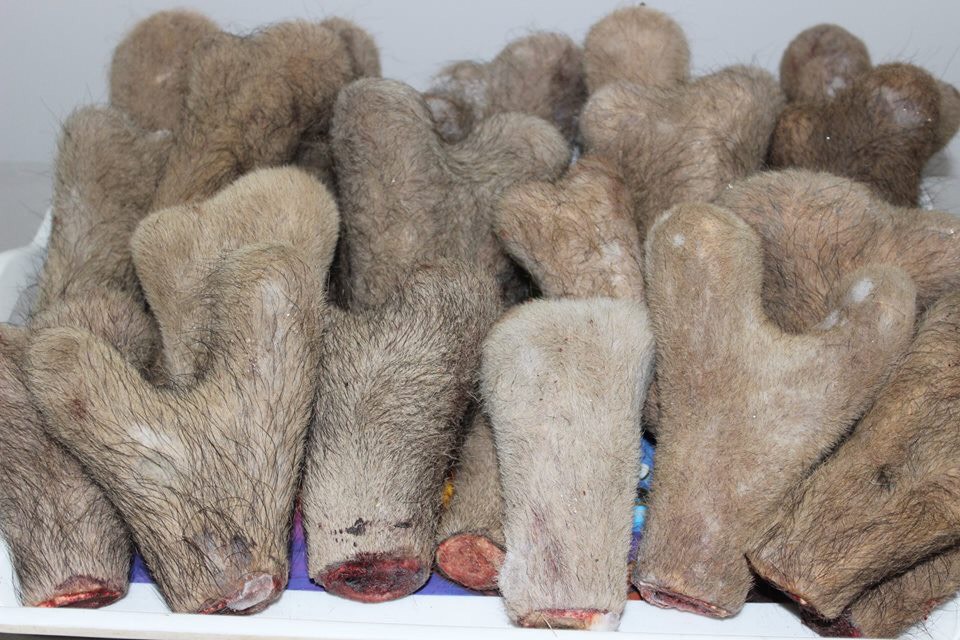 lộc nhung tươi sibiri