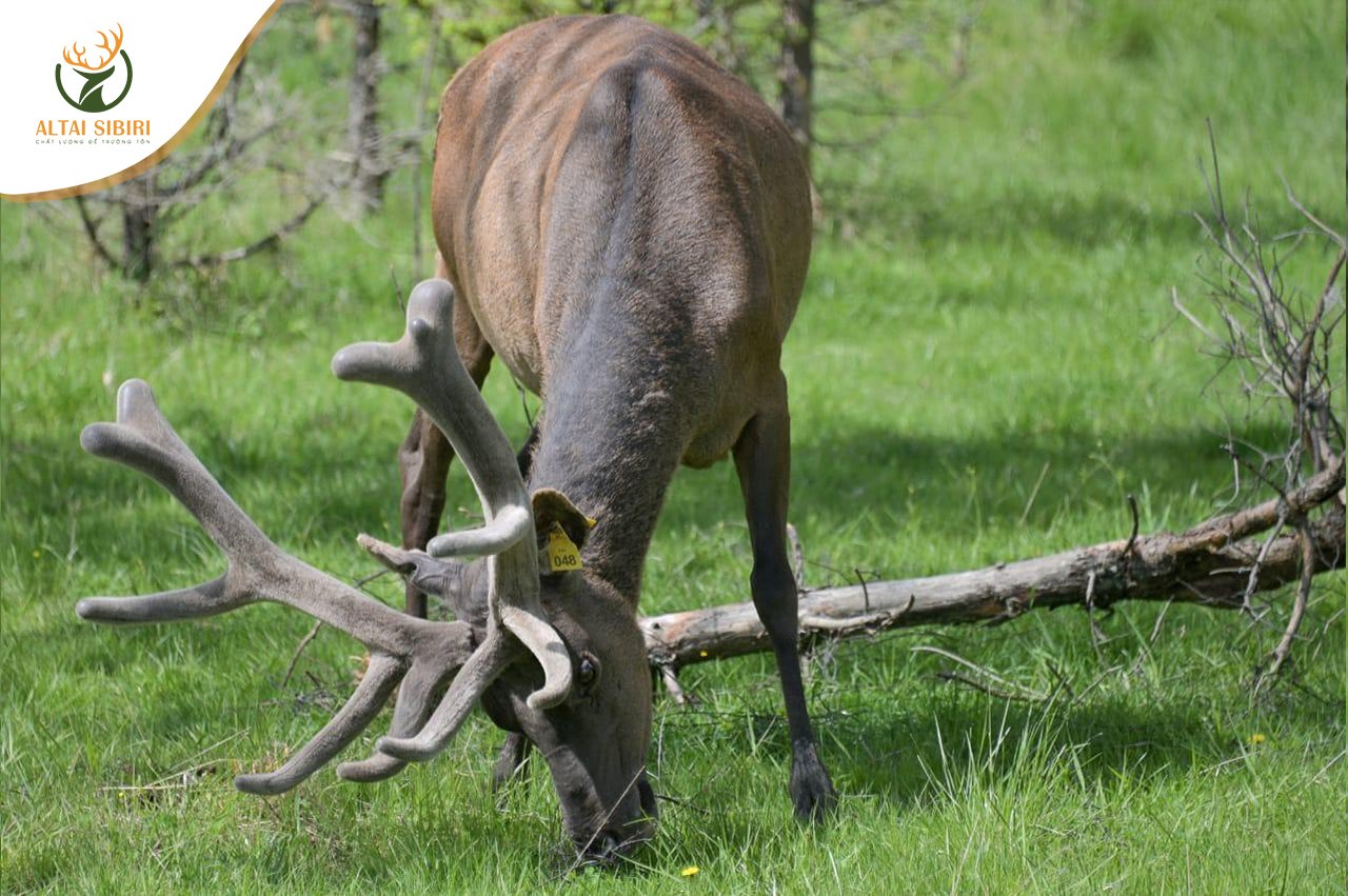 nhung hươu altai sibiri