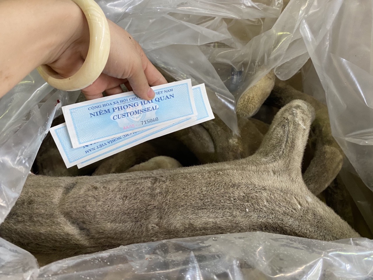 nhung tươi nhập khẩu