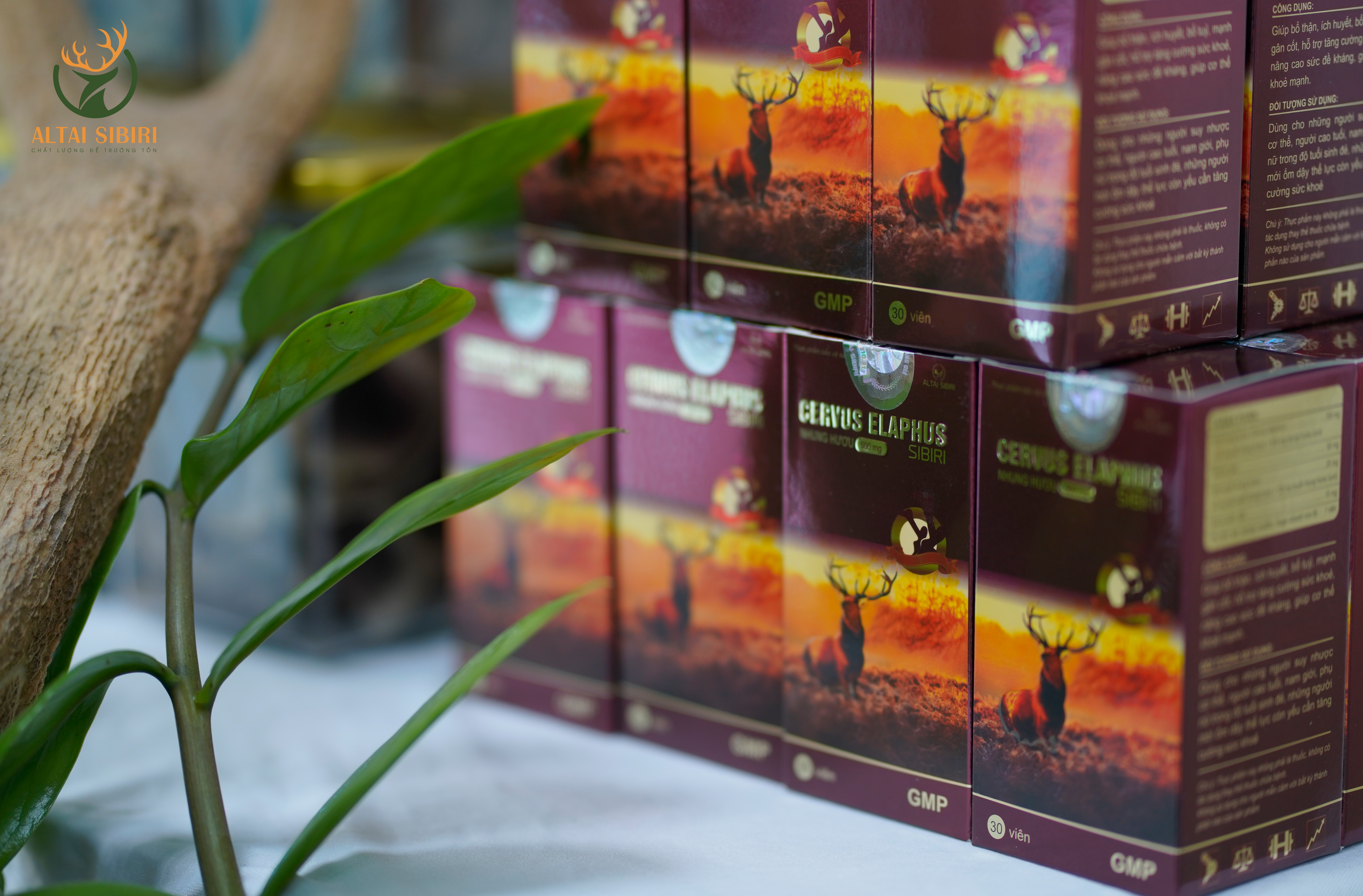 viên nhung hươu cervus